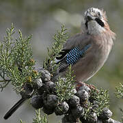 Eurasian Jay