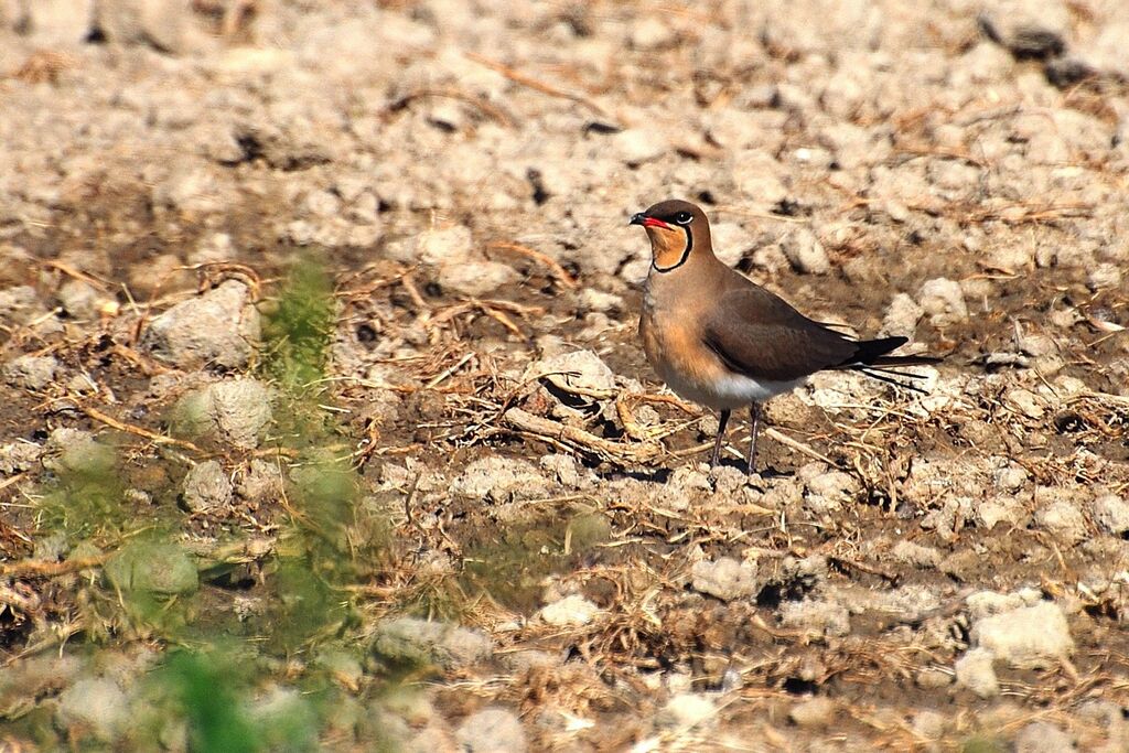 Glaréole à collier, identification