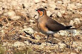 Collared Pratincole