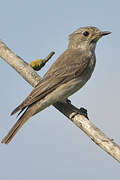 Spotted Flycatcher