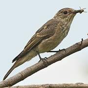 Spotted Flycatcher