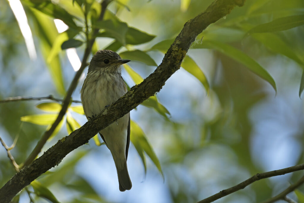 Spotted Flycatcheradult, identification