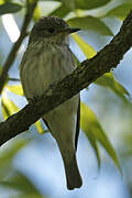 Spotted Flycatcher