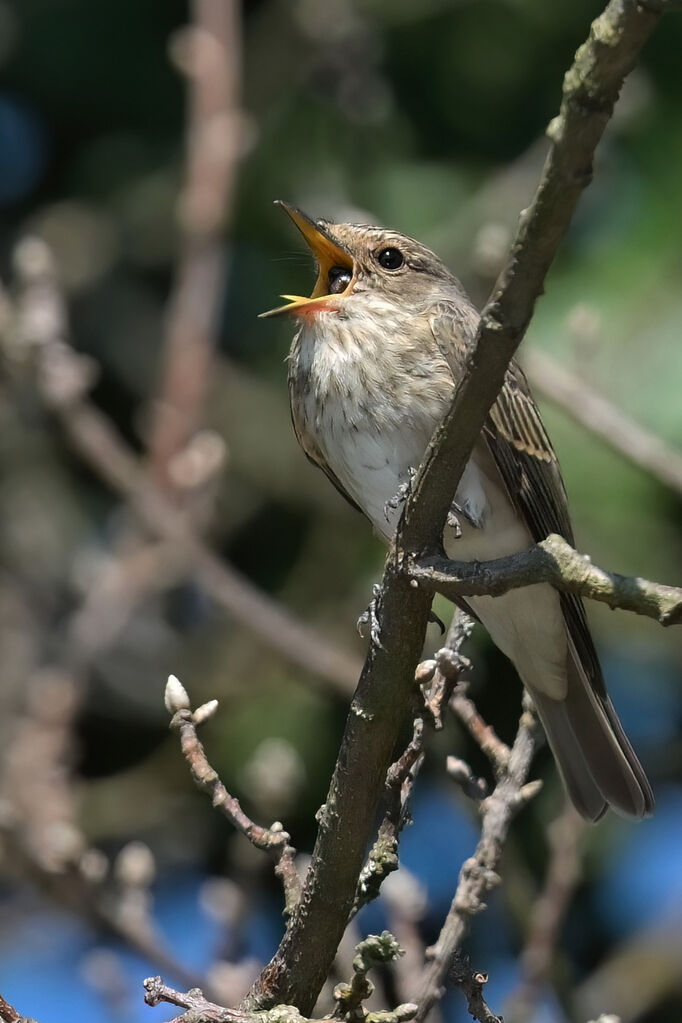 Spotted Flycatcheradult