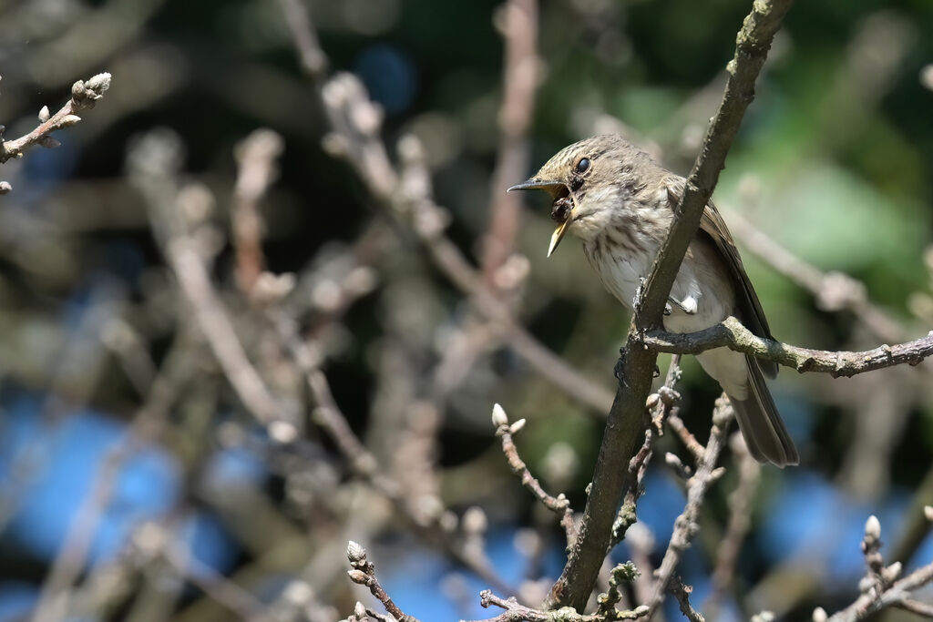 Spotted Flycatcheradult