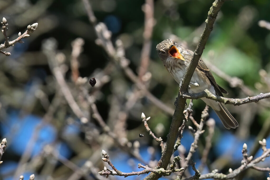 Spotted Flycatcher
