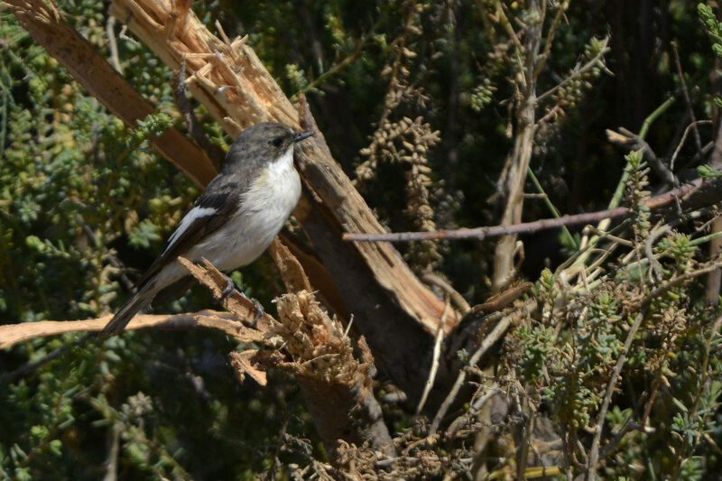 European Pied Flycatcher male adult