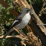 European Pied Flycatcher