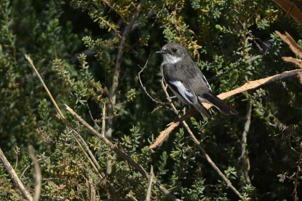 European Pied Flycatcher male adult