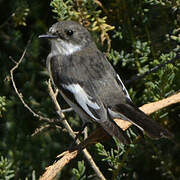 European Pied Flycatcher