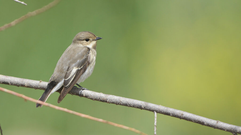 European Pied Flycatcher female adult