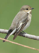 European Pied Flycatcher