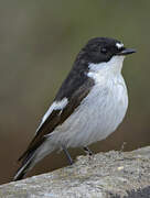 European Pied Flycatcher