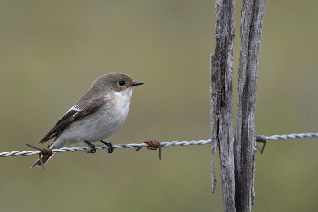 European Pied Flycatcher female adult