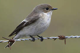 European Pied Flycatcher