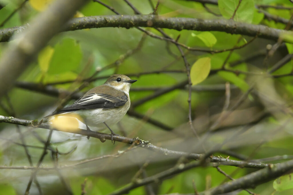 Gobemouche noir femelle adulte, identification