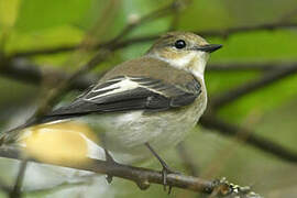 European Pied Flycatcher