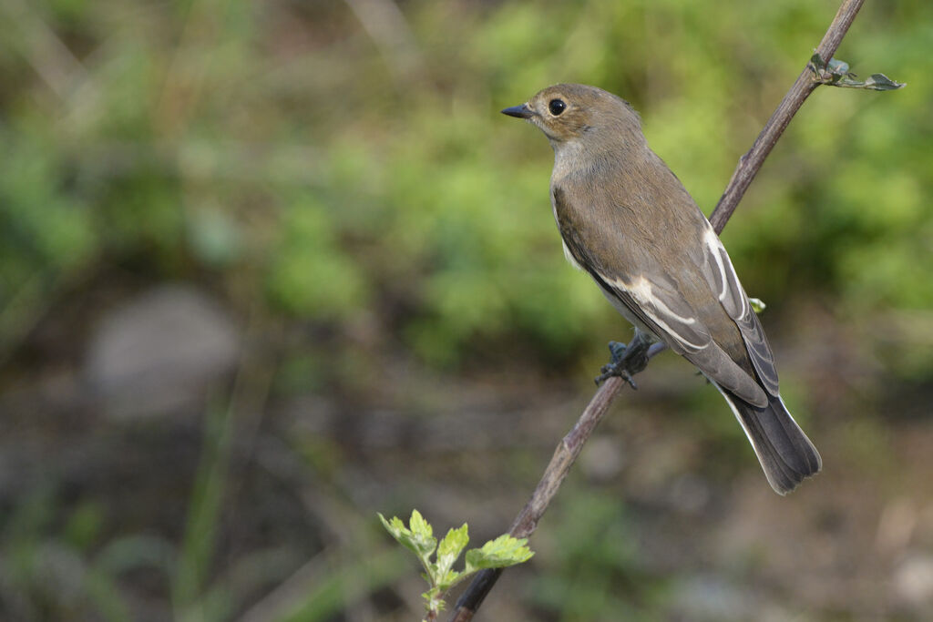 European Pied Flycatcher female adult, identification