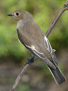 European Pied Flycatcher