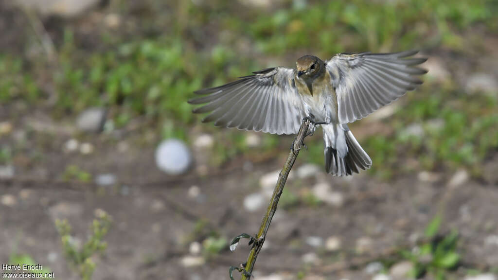 European Pied Flycatcher female adult, Flight