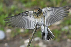 European Pied Flycatcher