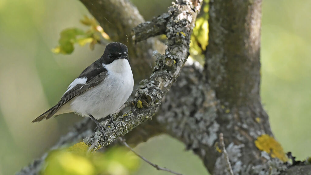 Gobemouche noir mâle adulte, identification