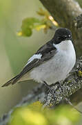 European Pied Flycatcher