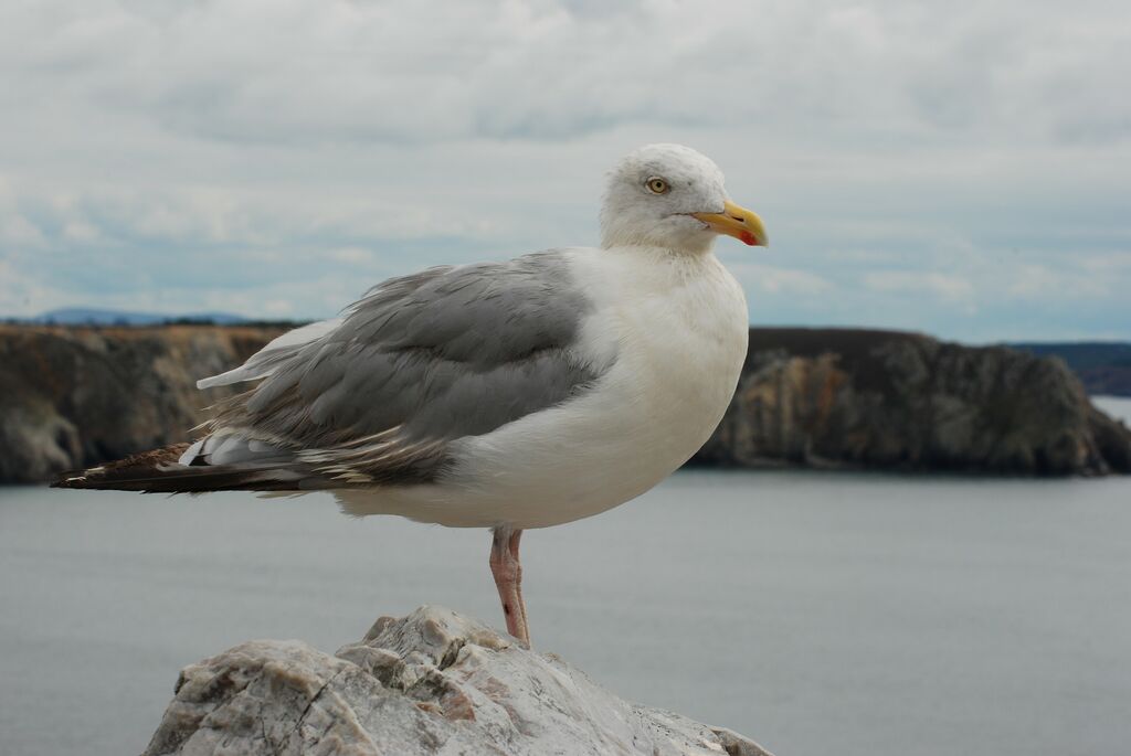 Goéland argenté, identification