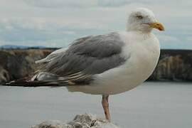 European Herring Gull