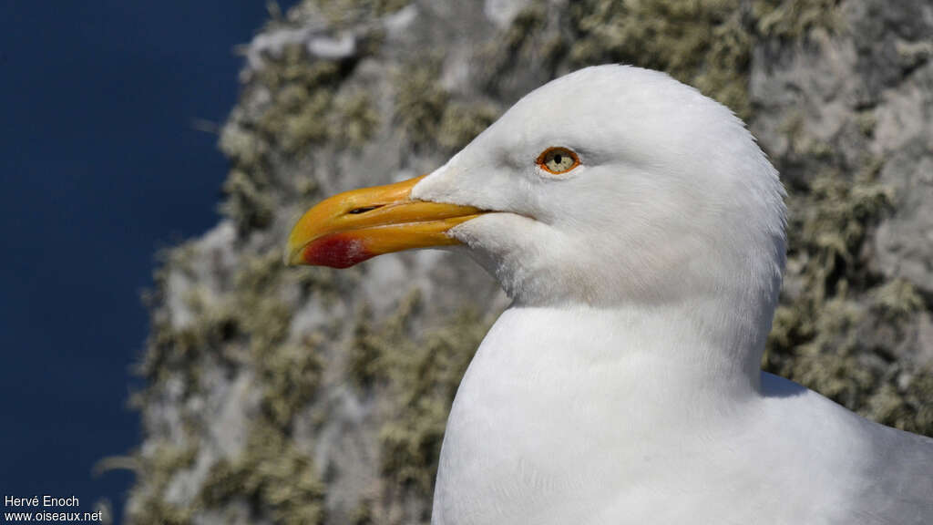 European Herring Gulladult, close-up portrait