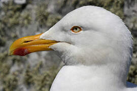 European Herring Gull