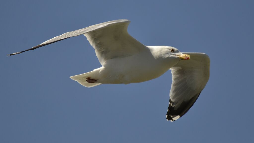 European Herring Gull