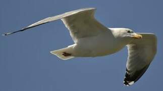 European Herring Gull