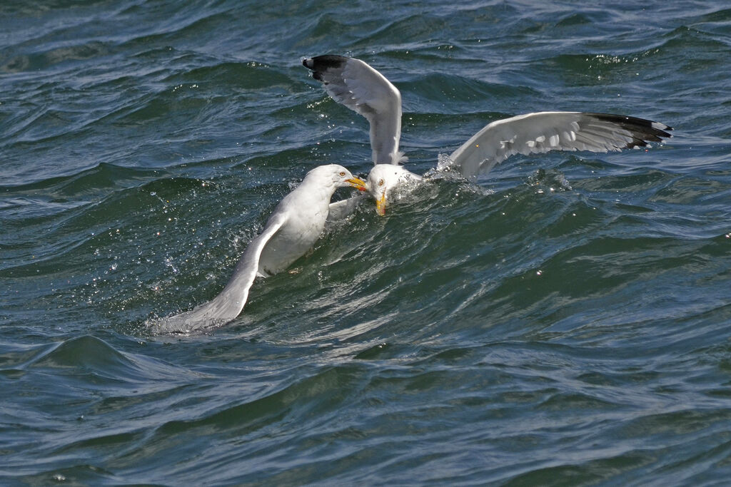 European Herring Gull