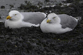 European Herring Gull