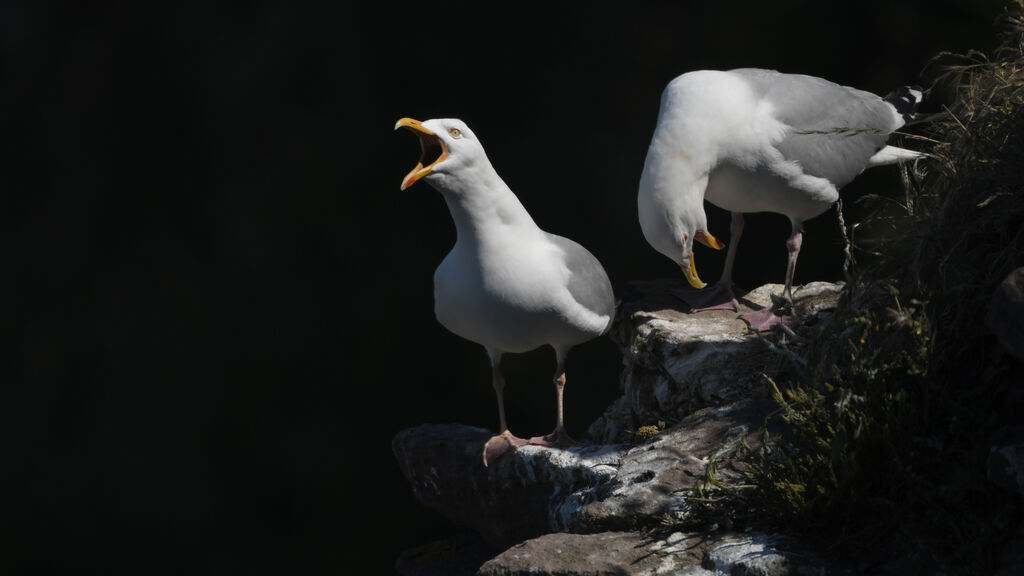 Goéland argentéadulte nuptial