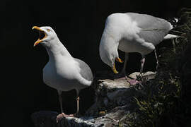 European Herring Gull