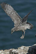 European Herring Gull