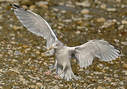 European Herring Gull