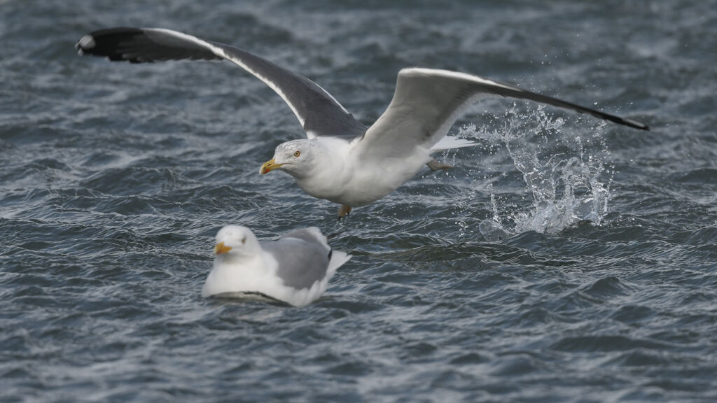 Lesser Black-backed Gulladult post breeding, Flight