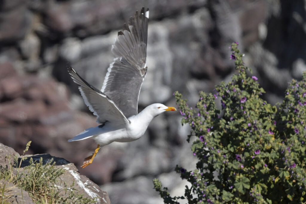 Lesser Black-backed Gulladult breeding, identification