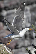 Lesser Black-backed Gull