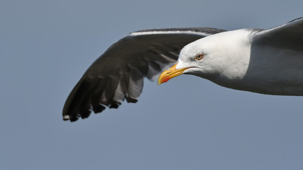 Lesser Black-backed Gulladult, close-up portrait