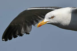 Lesser Black-backed Gull