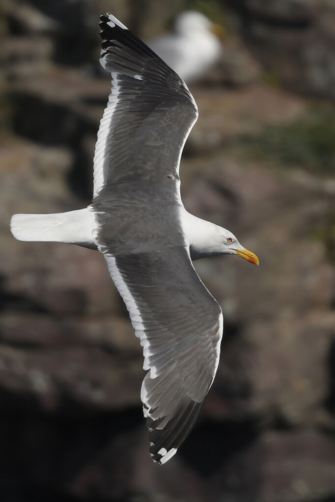 Lesser Black-backed Gulladult breeding, identification