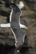 Lesser Black-backed Gull