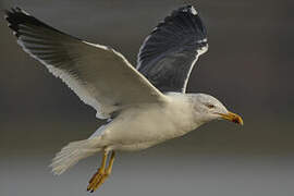 Lesser Black-backed Gull