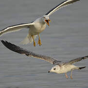 Lesser Black-backed Gull