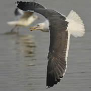 Lesser Black-backed Gull