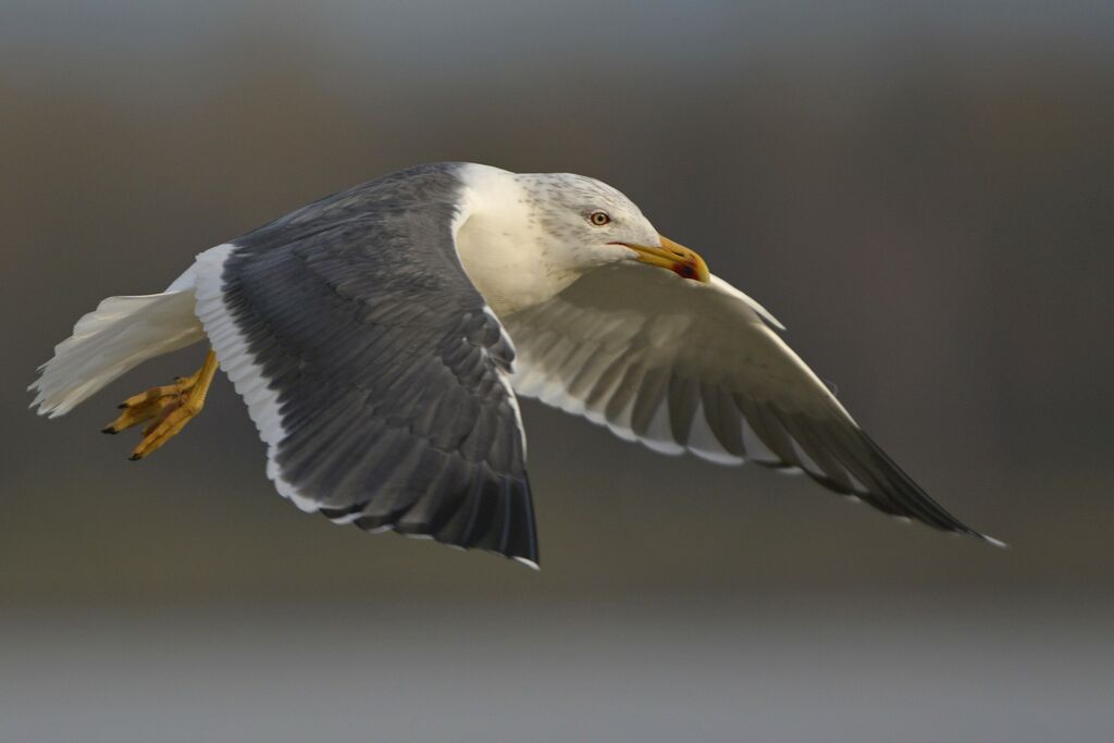 Lesser Black-backed Gulladult, identification